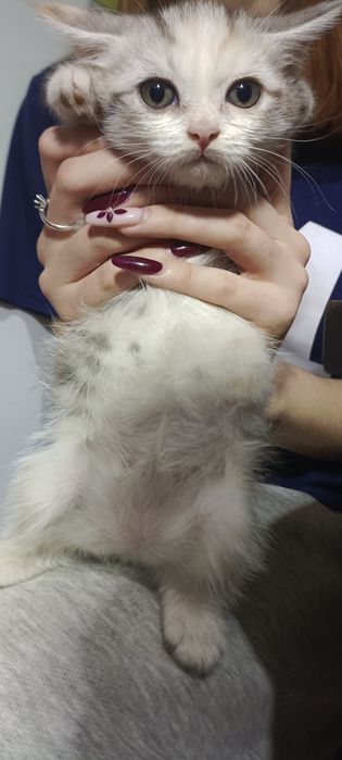Домашние, чистые котята