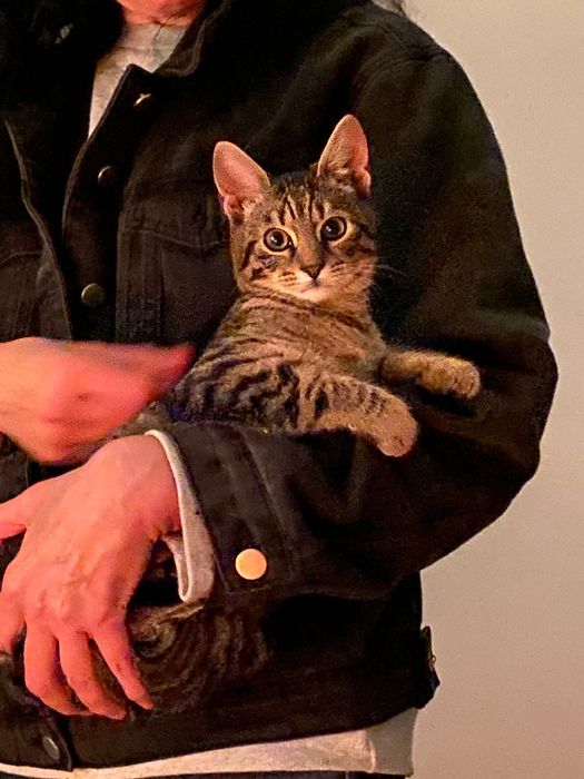 Подаряваме женско коте