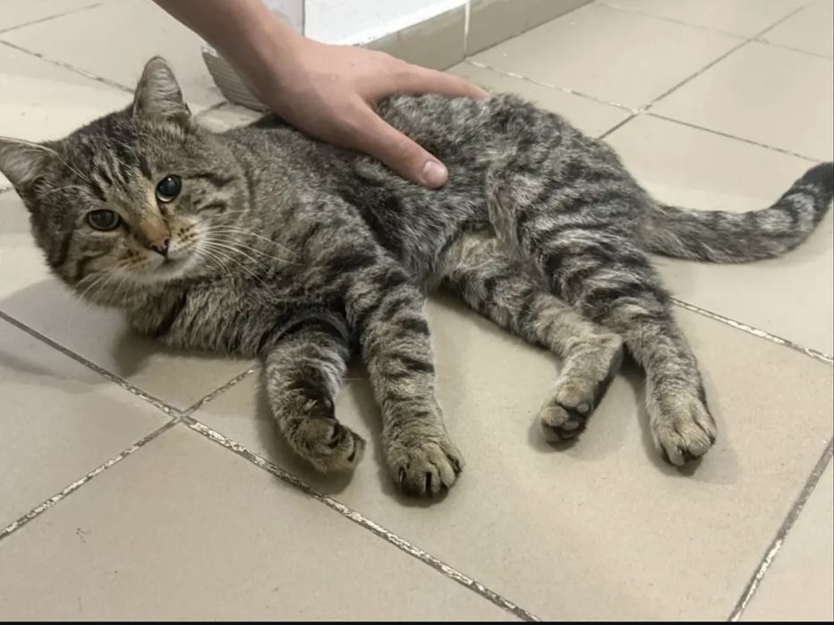 В поиске дома срочно