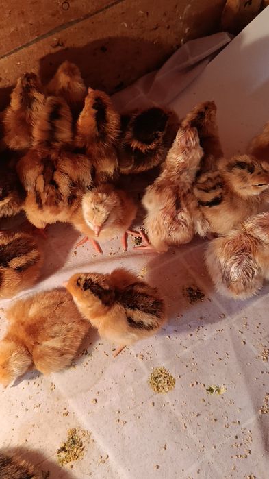 Жўжалар Корея Хан ҳеяп