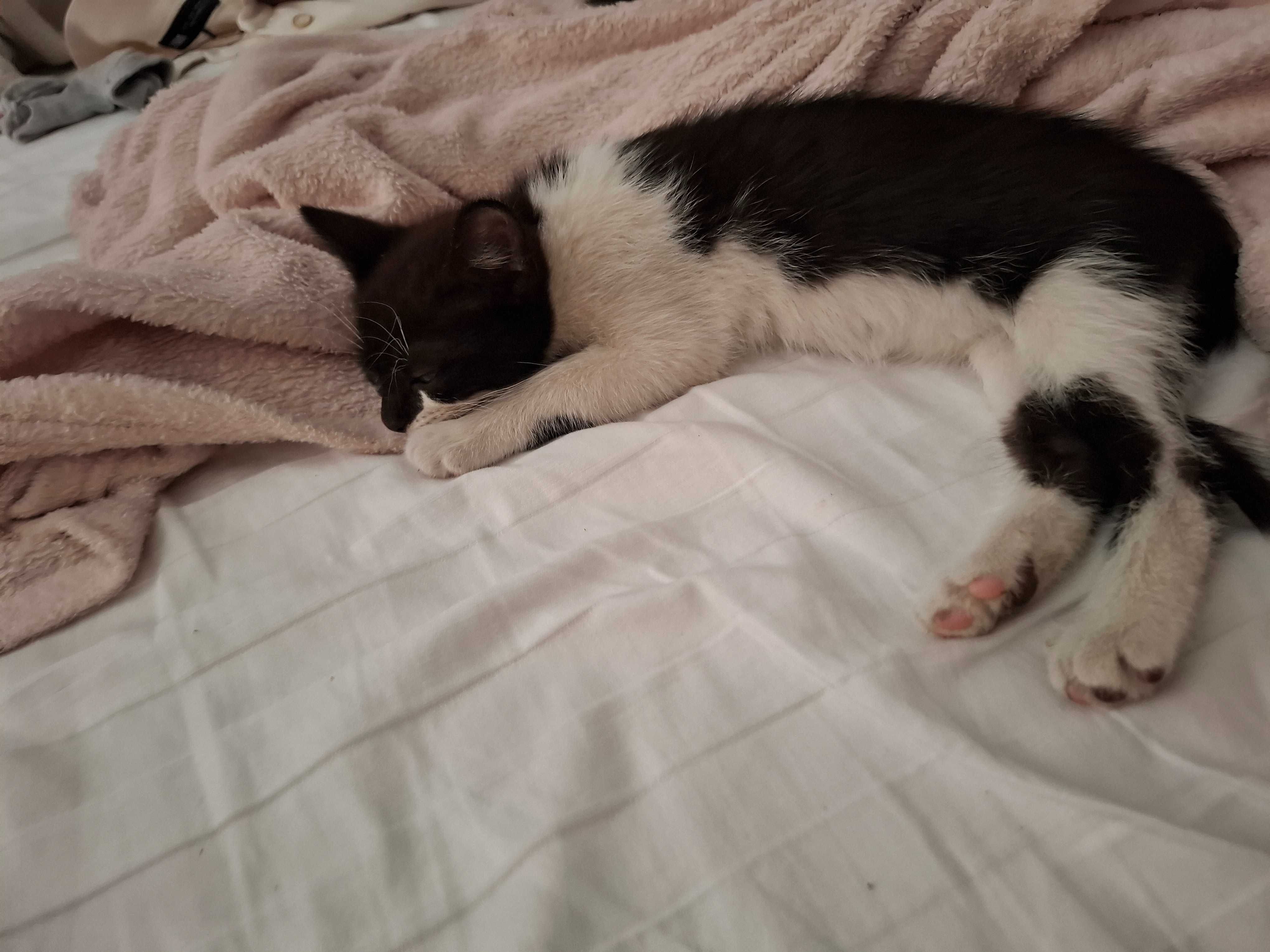 Pisicuta Simba si motanul Zoro isi cauta o familie iubitoare
