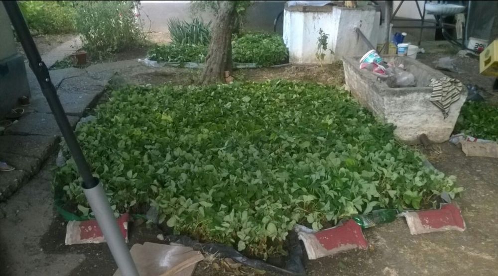 Remontant/unifere capsuni stoloni