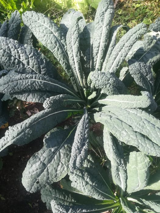 Varza Kale si Mangold (sfecla elvetiana sau spanacul mediteranean)