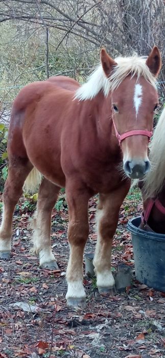 se vinde iapă cu mînz de 6 luni