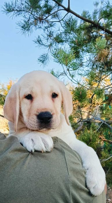 Labrador Retriever cu pedigree Tip A – canisă FCI Hidalgo’s Spirit
