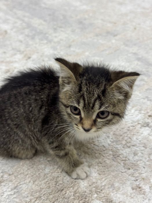 Котенок в добрые руки