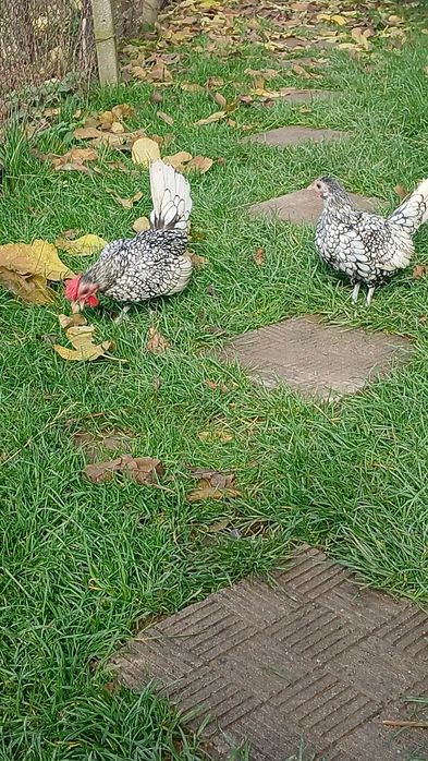 Сребърен зибрайт кокошки и петленца