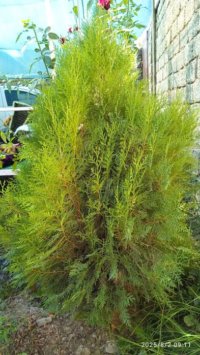 Туя арча сотилади