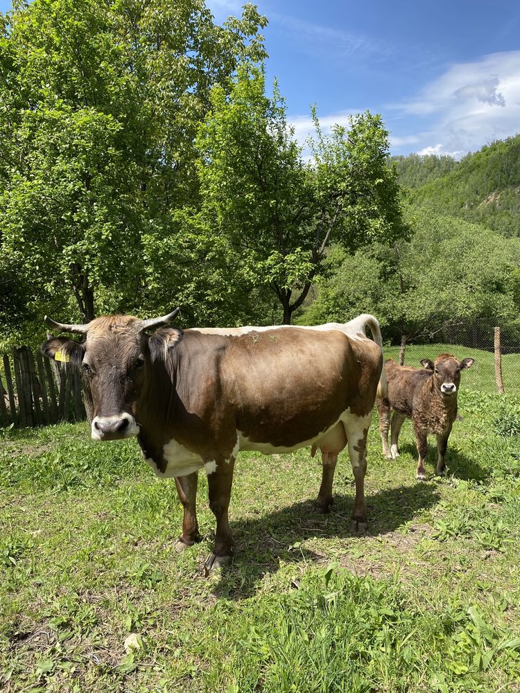 Vand vaca si vitea