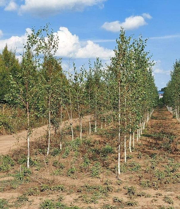 Plante ornamentale, mesteacăn alb decorativ tei pret minim