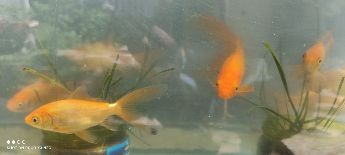 Олтин баликлар, золотая рыбка