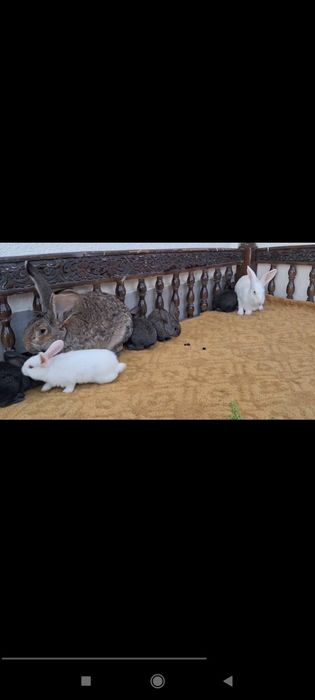 Куйон болалари сотилади она хикол ота фландр тез усади йирик булади