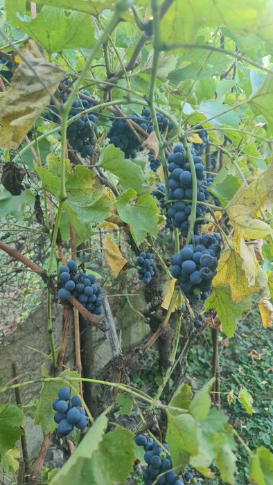 Vand struguri de vin Timisoara