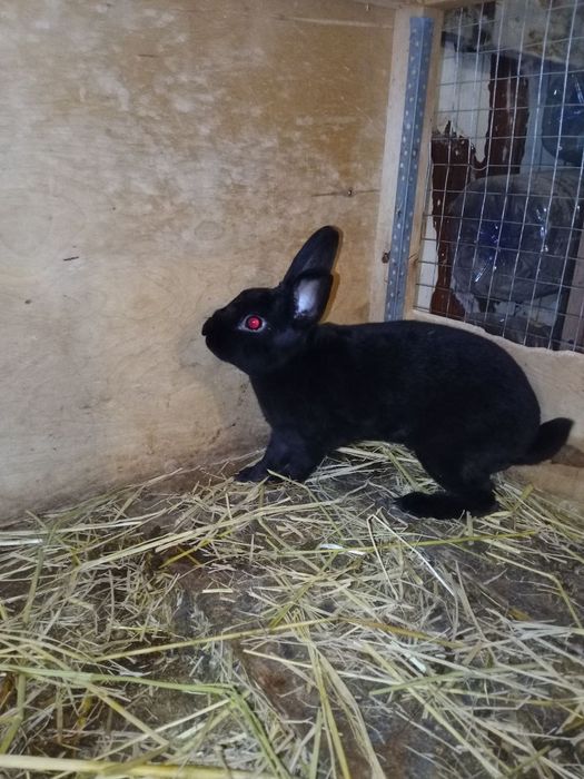 Karlik reks, karlik rex