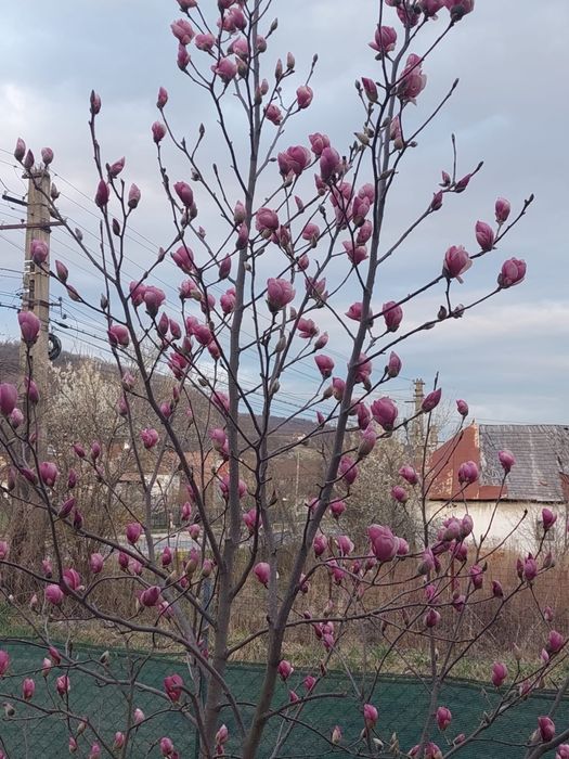 Magnolia violet 1 metru