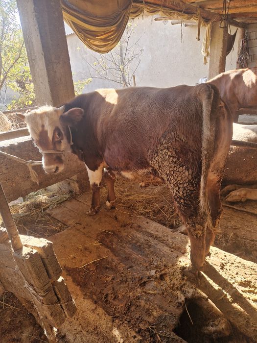 Буқа сатылады 1.5 жасар