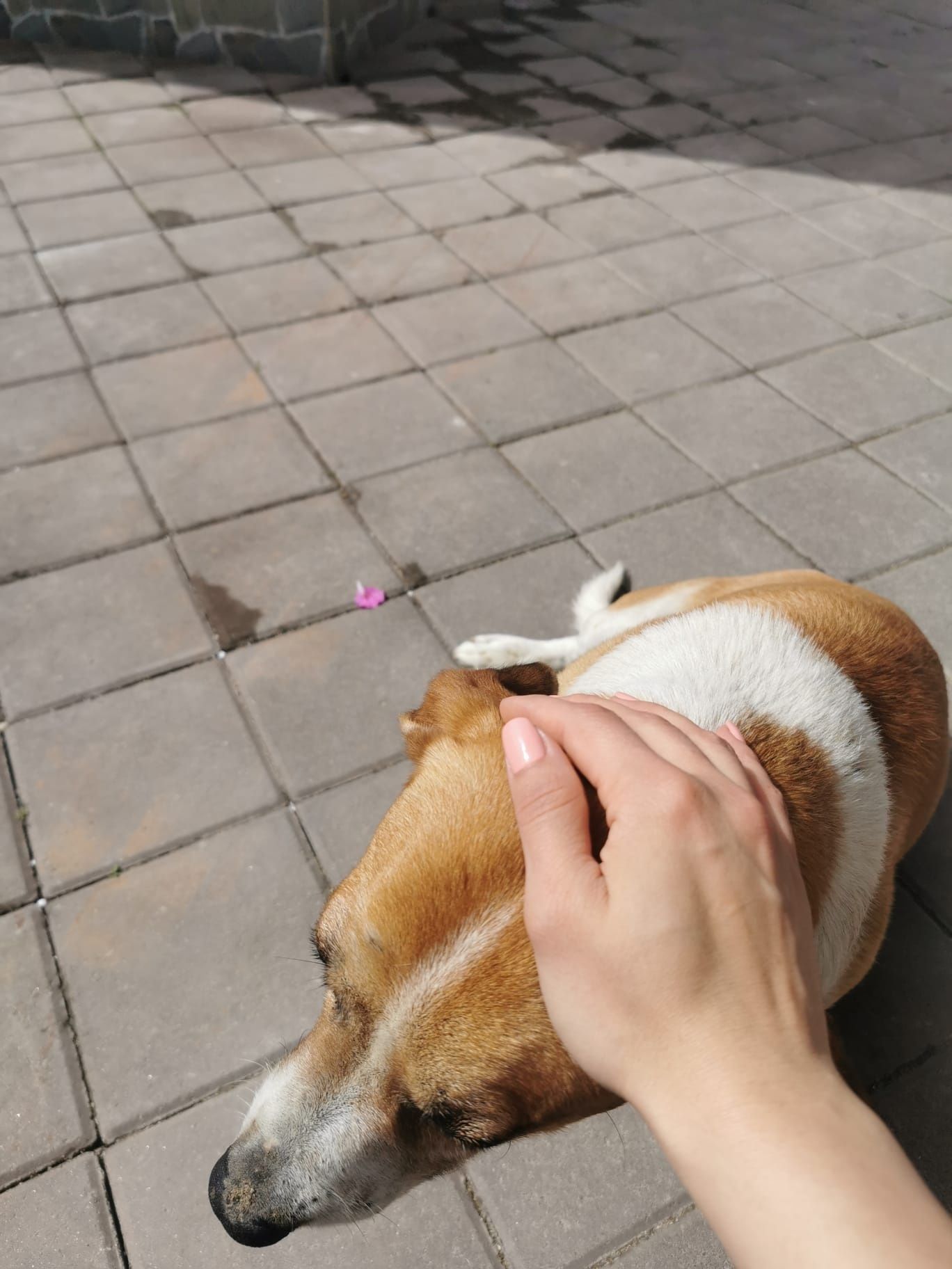Ofer gratis  spre adopție câine