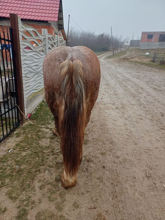 Manz de vanzare de un an si 7 luni