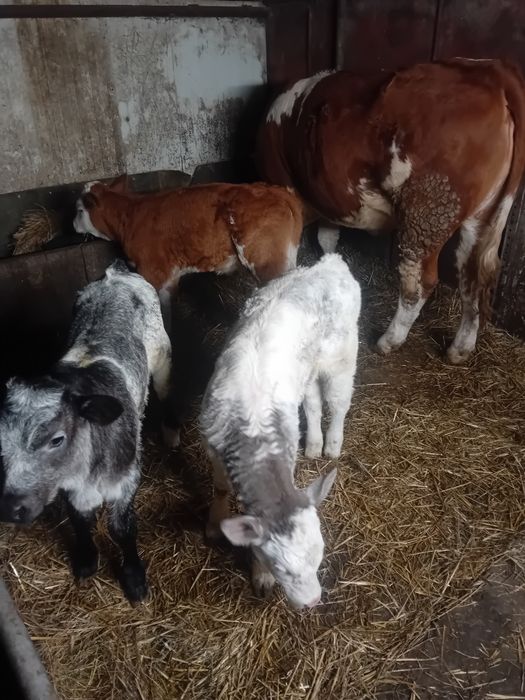 Vând  vițea de  un an și  cinci  luni