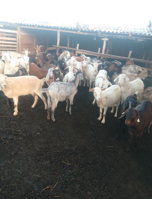 Capre tinere de vânzare