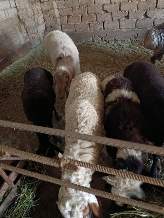 Qoylar qoy sotamiz 84 000 mingdan jivoy vesga