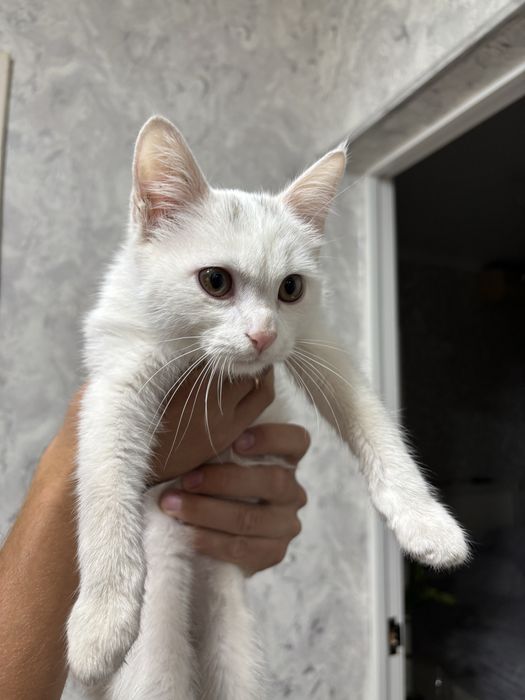 Котенок в добрые руки