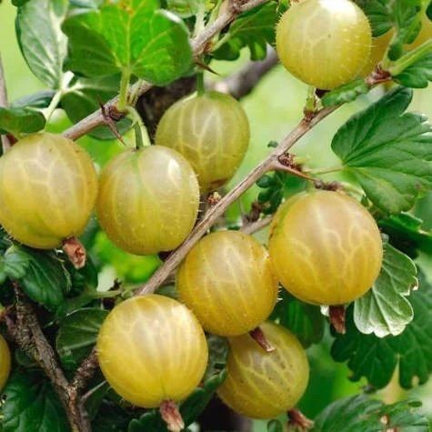 Arbuști Fructiferi (Agriș Alb ) 

20/30cm =15Lei 
40/50cm=25Lei