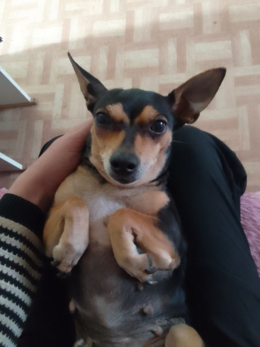 Сабака дорторер 4 года