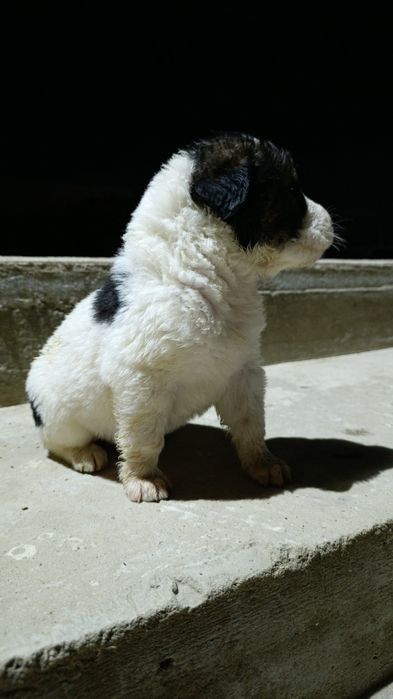 Алабай күшік сатылады. Ұрғашы.