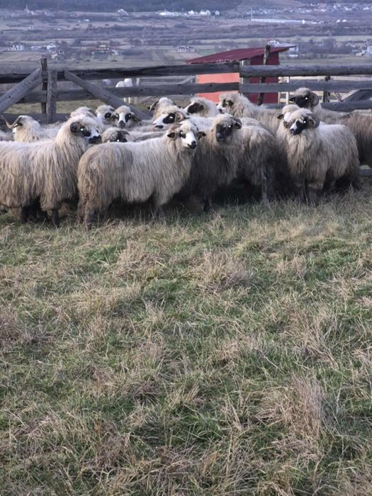 Vand 20 de oi tinere bune de tinut