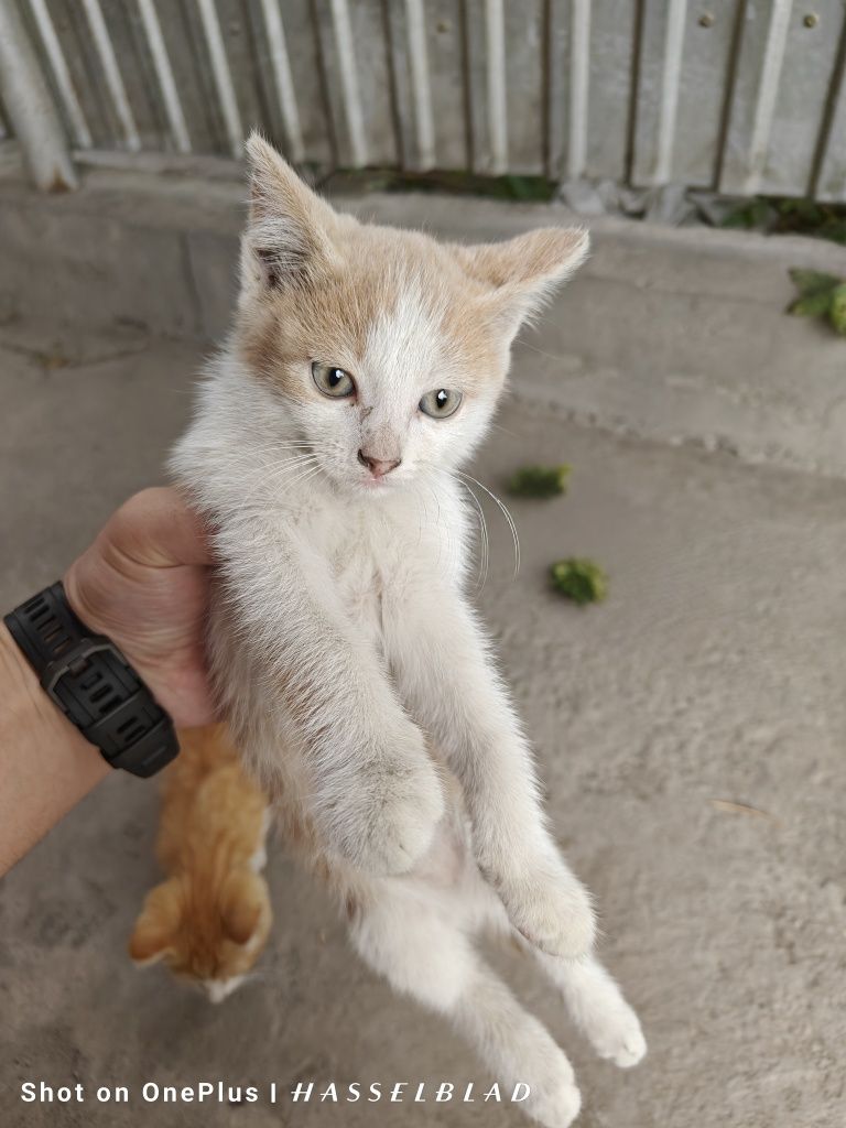 Котята бесплатно