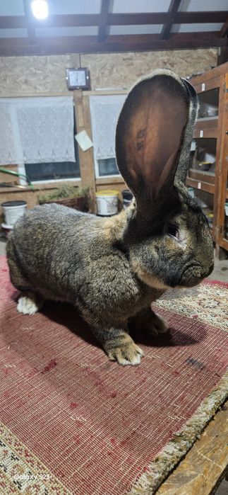 Vând Iepuri Uriaș German