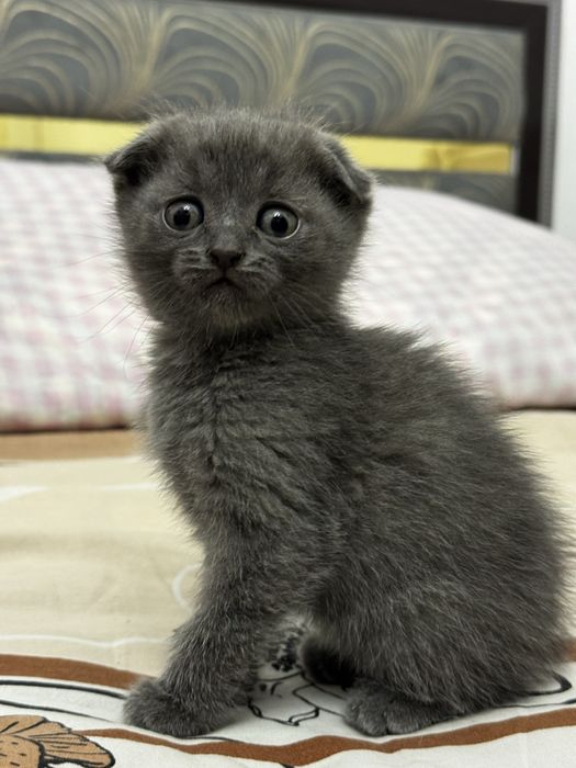 Mushuk sotila 35 kunlik