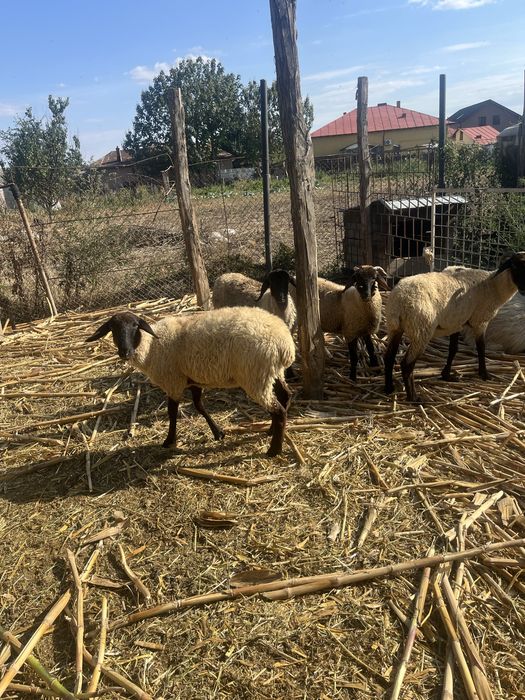 Vand 7 mielute carabase si un berbec