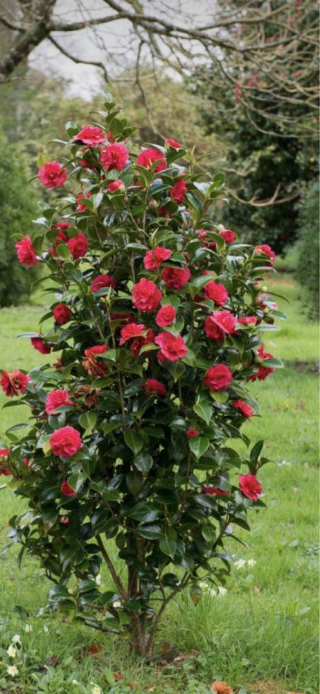 Camelias roze si plante pt grădină