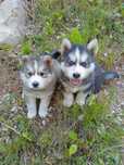 Husky siberian de vânzare