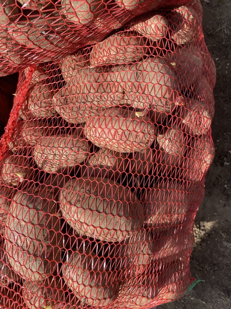 Vand cartofi alb/roz cu miez galben de consum si de saminta