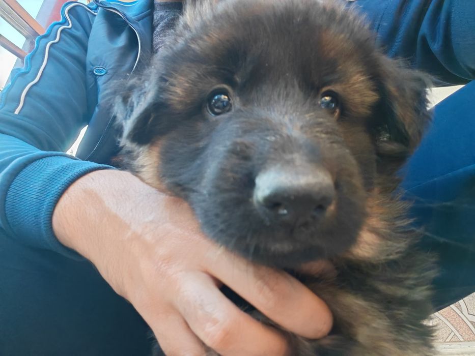 Чистокровные немецкие овчарки