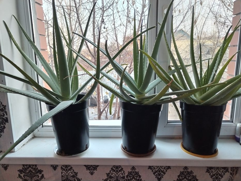 Алое вера для лечения гастрита и других заболеваний