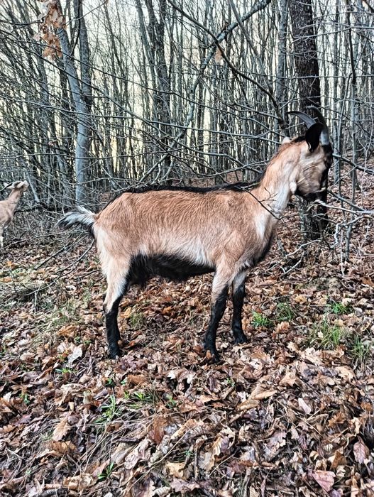 Vând țap de doi ani rasa nubian bun de prăsilă, sau schimb, vând iezi