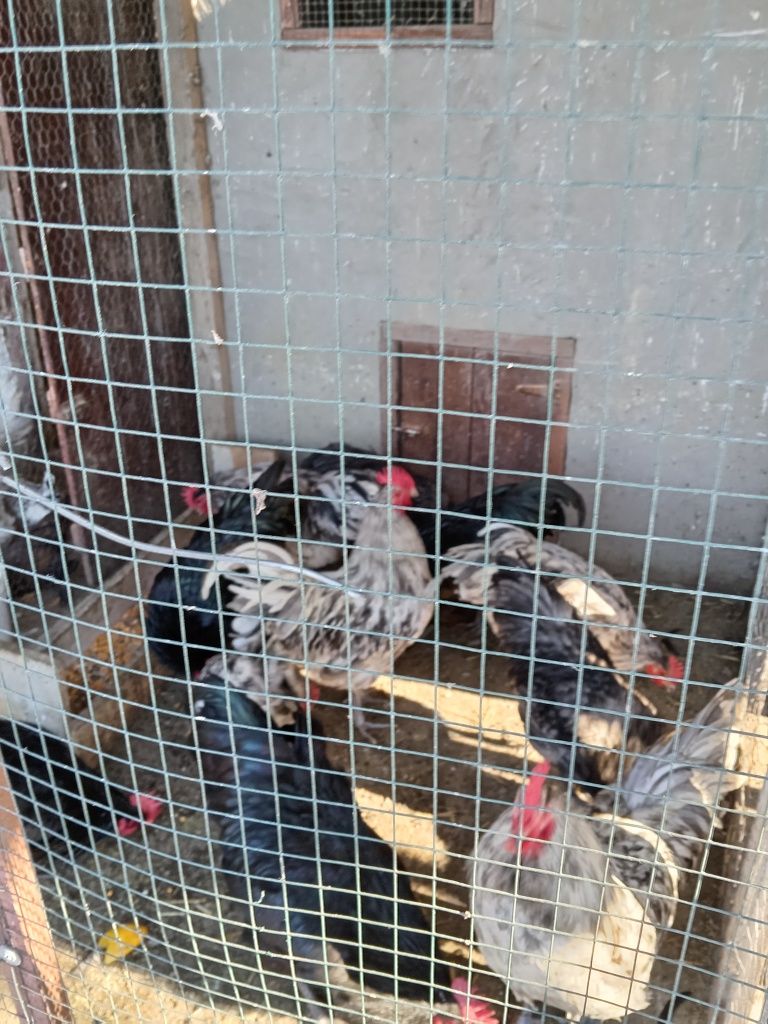 Vând Cocosi Australorp