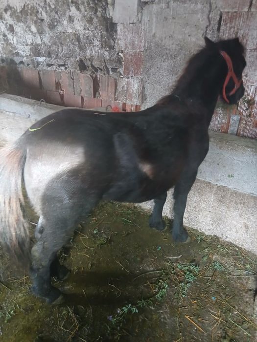 Vițeii de vânzare