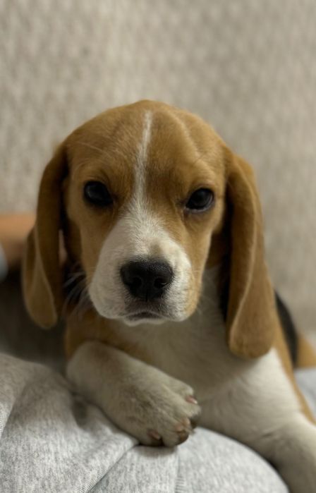 Бигль девочка 4 месяца