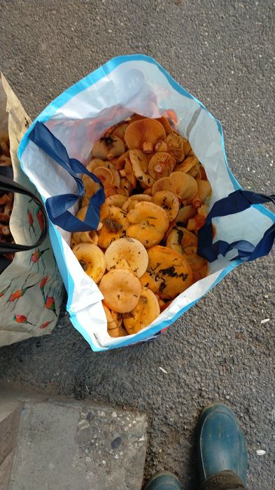 Roșcovi și  ghebe !