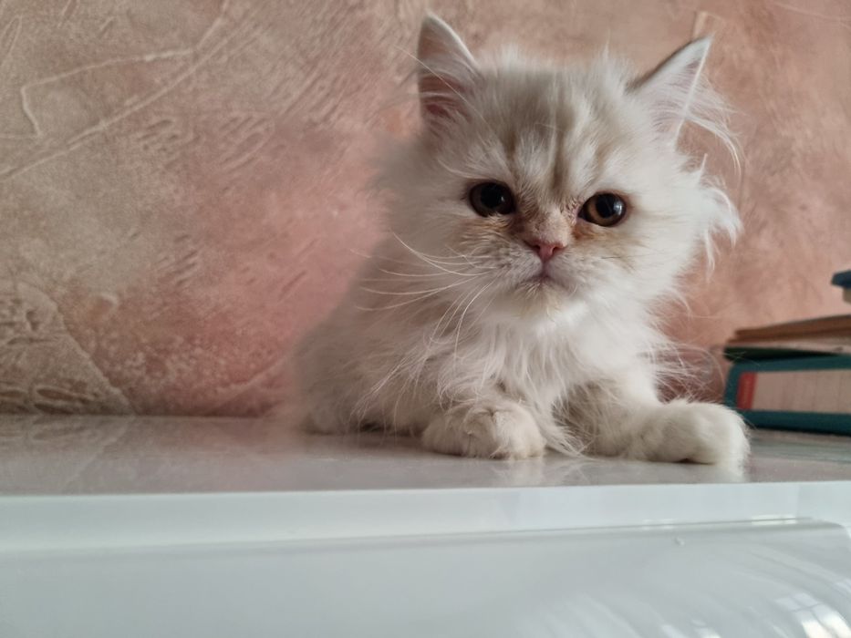 Малки персийски котенца
