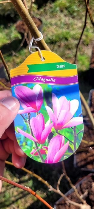 Magnolie soulangeana 150-180 cm crescuta în Ghiveci de 5 L