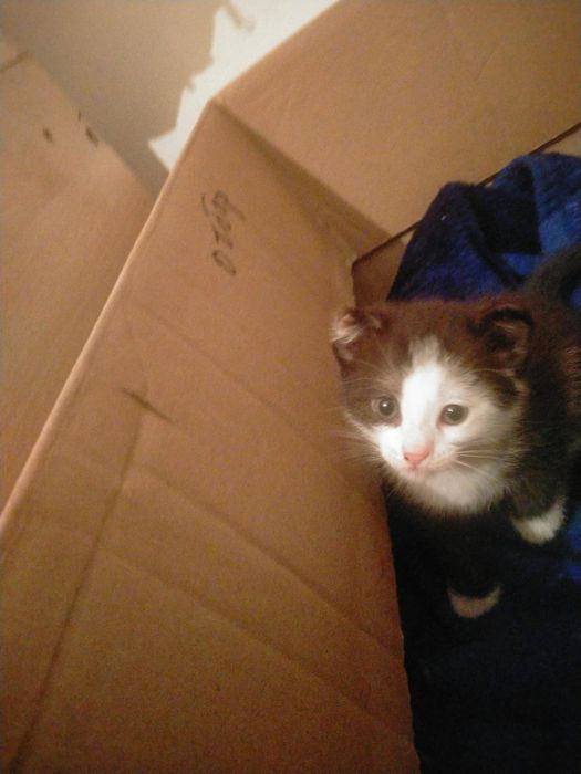 Отдам кошку в хорошие руки