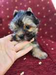 Yorkshire terrier