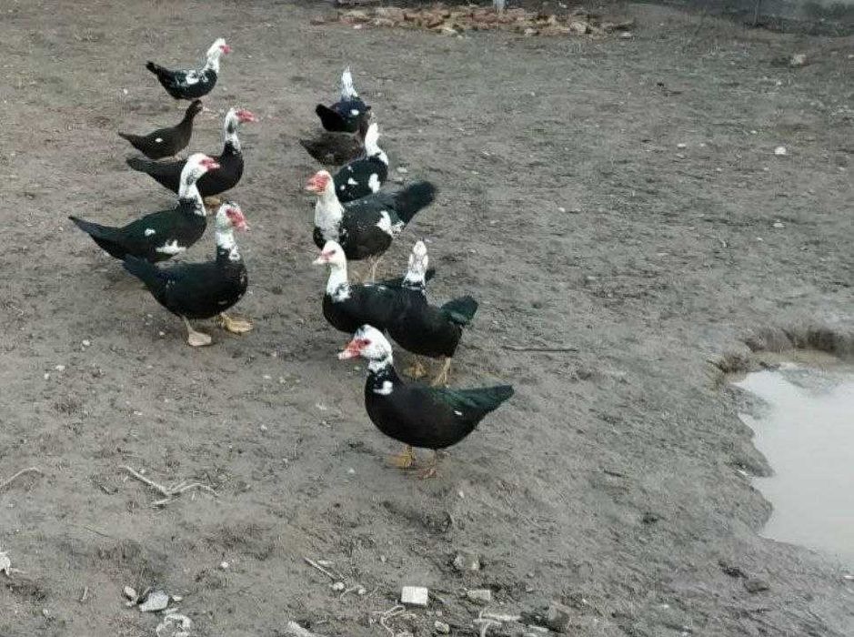 Продаются индоутки домашние