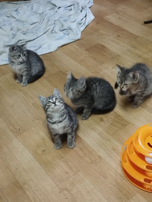 Котята Даром от Элитных Производителей